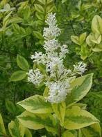 **ACTIE** Ligustrum ovalifolium aureum, bladhoudende bont, Tuin en Terras, Planten | Struiken en Hagen, Ophalen of Verzenden, Liguster