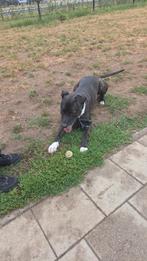 Amrikanse stafford, 6 jaar of ouder, Reu, Eén hond, Nederland