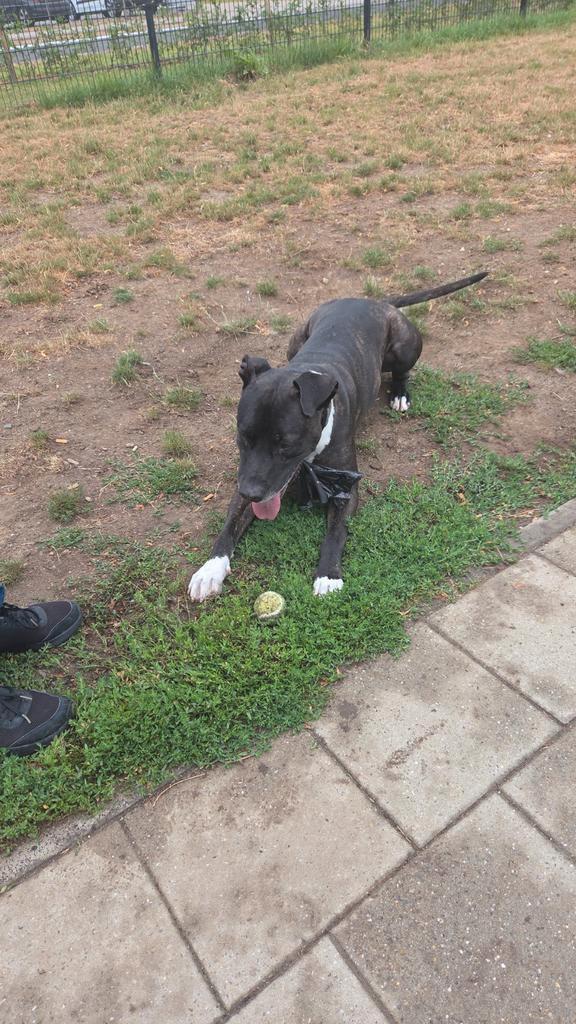 Amrikanse stafford, Dieren en Toebehoren, Honden | Dekreuen, Reu, Particulier, Eén hond, Nederland, 6 jaar of ouder