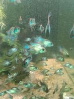 Jonge Electric blue Acara's te koop (3-5cm), Dieren en Toebehoren, Vis