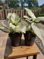 Aglaonema White joy, Overige soorten, Minder dan 100 cm, Bloeiende kamerplant, Halfschaduw
