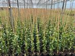 Toscaanse Jasmijn - Heerlijk geurend!, Tuin en Terras, Ophalen, Volle zon, Vaste plant, Klimplanten