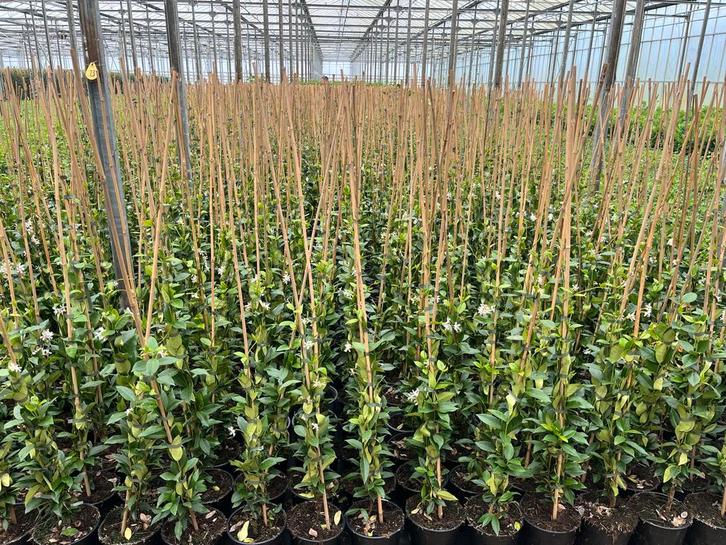 Toscaanse Jasmijn - Heerlijk geurend!, Tuin en Terras, Planten | Tuinplanten, Vaste plant, Klimplanten, Volle zon, Zomer, Ophalen