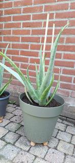 Barbadensis Miller Aloë vera, Huis en Inrichting, Kamerplanten, Ophalen, Cactus, Volle zon, Minder dan 100 cm