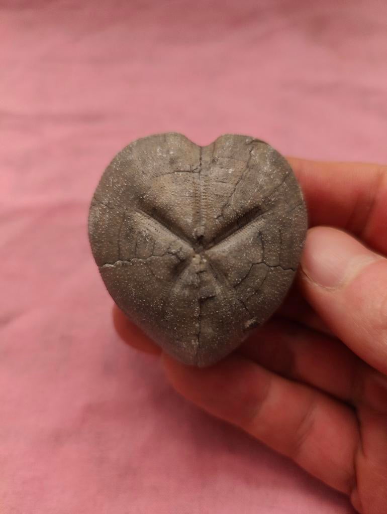 Hartvormige zeeegel 3, Verzamelen, Ophalen of Verzenden, Fossiel