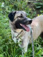 Mix herder teefje, Particulier, Rabiës (hondsdolheid), 3 tot 5 jaar, Teef