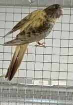 Gezocht aqa opeline gezoomde pop, Vrouwelijk, Parkiet, Geringd