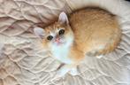 Britse kortharige kittens - Golden shell met luxe stambomen!, Dieren en Toebehoren, Katten en Kittens | Raskatten | Korthaar, Poes