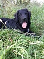 Friese stabij*Wetterhoun pup, 15 weken tot 1 jaar, CDV (hondenziekte), Eén hond, Nederland