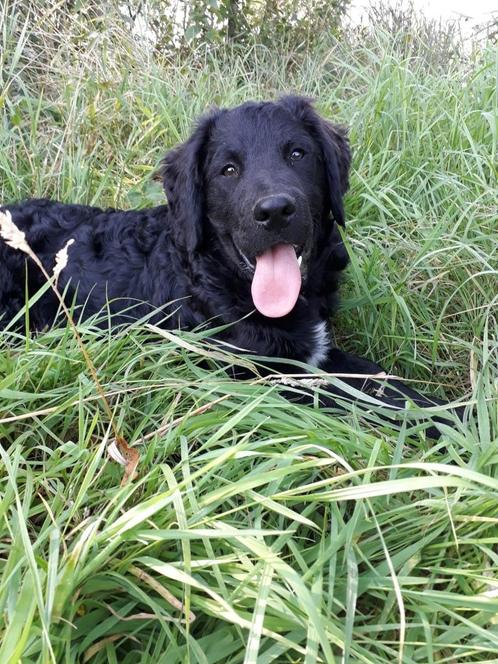 Friese stabij*Wetterhoun pup, Dieren en Toebehoren, Honden | Retrievers, Spaniëls en Waterhonden, Reu, Overige rassen, Particulier