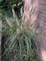 Pampas gras twee keer groot, Gratis!, Ophalen, Zomer, Siergrassen, Volle zon