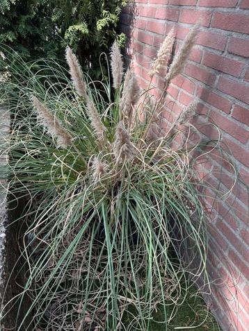 Pampas gras twee keer groot, Gratis! beschikbaar voor biedingen