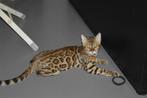 Mooie bengaal kittens. Mogen nu het nestje verlaten., Meerdere dieren, Gechipt, 0 tot 2 jaar