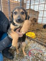 Lieve pup Rusty zoekt een lief baasje, Dieren en Toebehoren, Particulier, Reu, 8 tot 15 weken, Buitenland