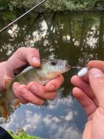 Deel 7) 3 sets van elk 4 stuks Forel Ruisvoorn Baarsspinners, Ophalen of Verzenden, Nieuw, Complete set