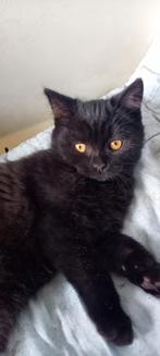 Kitten x pers, Dieren en Toebehoren