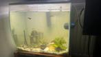 Aquarium met vissen 45l, Vis