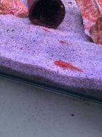 L144 red jongen te koop, Dieren en Toebehoren, Vissen | Aquariumvissen, Vis, Zoetwatervis