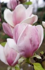 Magnolia Cameo-prachtige 2 kleurige kleine compacte soort !, Tuin en Terras, Planten | Tuinplanten, Ophalen, Overige soorten, Halfschaduw