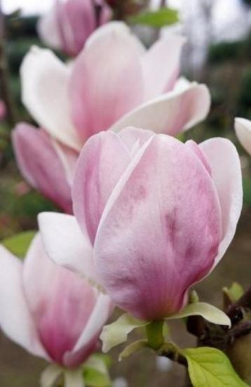 Magnolia Cameo-prachtige 2 kleurige kleine compacte soort ! beschikbaar voor biedingen