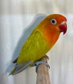 Kweek pop agapornis fischeri dilute 116, Vrouwelijk, Dwergpapegaai of Agapornis, Geringd