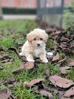 Prachtige Maltipoo pupjes beschikbaar, België, CDV (hondenziekte), 8 tot 15 weken, Meerdere
