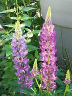 Lupine Paars zaden, Tuin en Terras, Bloembollen en Zaden, Zaad, Verzenden