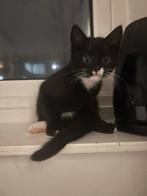 Kitten (12wkn) zoekt een nieuw baasje, Ophalen, Nieuw