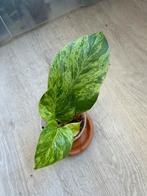 Epipremnum Marble Queen, Huis en Inrichting, Kamerplanten, Ophalen of Verzenden