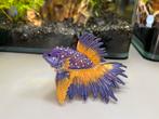 Kempvis/ betta vis beeldje/ opslag doosje, Minder dan 50 cm, Minder dan 50 cm, Ophalen of Verzenden, Zo goed als nieuw