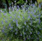 Caryopteris Heavenly Blue | Blauwe Baardstruik | Chemievrij, Ophalen of Verzenden, Overige soorten, Struik, Minder dan 100 cm