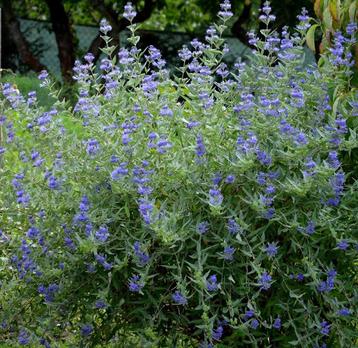 Caryopteris Heavenly Blue | Blauwe Baardstruik | Chemievrij beschikbaar voor biedingen
