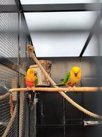 Prachtig volwassen koppel Jendaya parkieten, Dieren en Toebehoren, Vogels | Parkieten en Papegaaien, Meerdere dieren, Parkiet