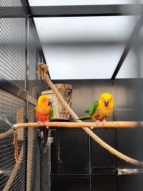 Prachtig volwassen koppel Jendaya parkieten, Dieren en Toebehoren, Vogels | Parkieten en Papegaaien, Parkiet, Meerdere dieren