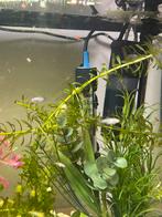 Platy’s, Dieren en Toebehoren, Vis