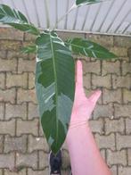 Musa Florida, Ophalen of Verzenden, Halfschaduw, Minder dan 100 cm