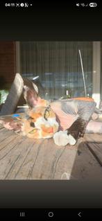 sphynx  Devon rex, Dieren en Toebehoren, Meerdere dieren, Kip