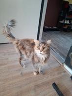 Maine Coone vrouwtje, Dieren en Toebehoren, Poes, Gechipt