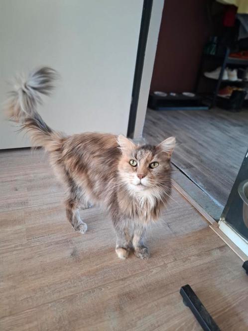 Maine Coone vrouwtje, Dieren en Toebehoren, Katten en Kittens | Raskatten | Langhaar, Poes, Gechipt