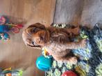 MINI Australian labradoodle pups, Dieren en Toebehoren, Nederland, Overige rassen, 8 tot 15 weken, Meerdere