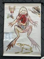 Drie oude anatomische platen met dieren, Antiek en Kunst, Ophalen of Verzenden, Natuur en Biologie