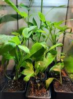 Salvia Divinorum Blosser en Hofmann, Aztec Sage, San Pedro, Huis en Inrichting, Kamerplanten, Overige soorten, Minder dan 100 cm
