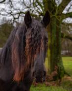 Knappe, lieve Murgese ruin 6 jaar (project paard), Met stamboom, Ruin, Niet van toepassing, 3 tot 6 jaar