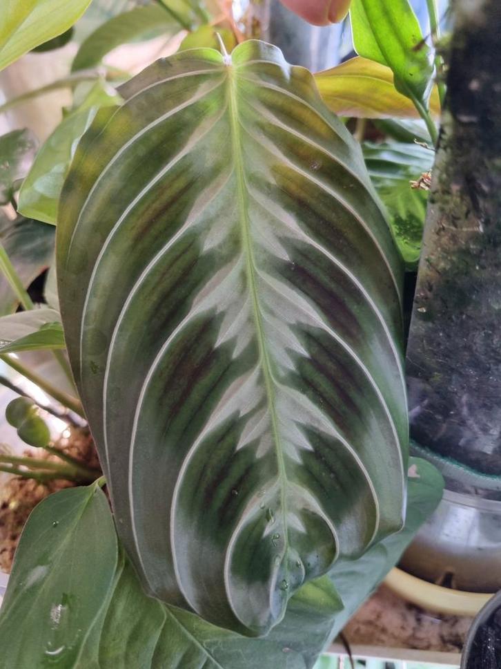 maranta cat moustache stek, Huis en Inrichting, Kamerplanten, Minder dan 100 cm, Halfschaduw, Ophalen of Verzenden