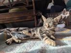 Kittens Heilige Birmaan x Europese korthaar, Dieren en Toebehoren, Kater, Ontwormd