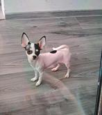 Chihuahua 😍, Parvo, Keeshond, 8 tot 15 weken, Teef