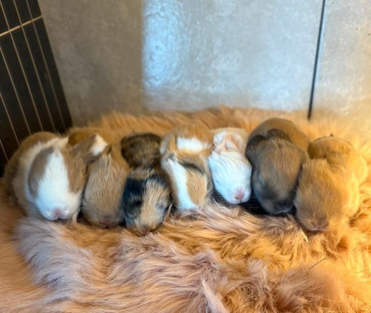 7 mooie minilop X NHD konijntjes 🩷🩵, Dieren en Toebehoren, Konijnen, Dwerg, Geslacht onbekend, 0 tot 2 jaar, Hangoor