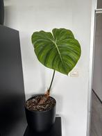 Philodendron dean mc dowell, Huis en Inrichting, Ophalen, Overige soorten, Minder dan 100 cm