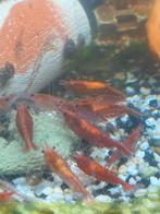 Rode garnalen aquarium., Dieren en Toebehoren, Vissen | Aquariumvissen, Kreeft, Krab of Garnaal