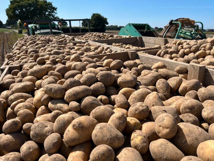 Aardappelen frieslander twister, Diversen, Levensmiddelen, Ophalen